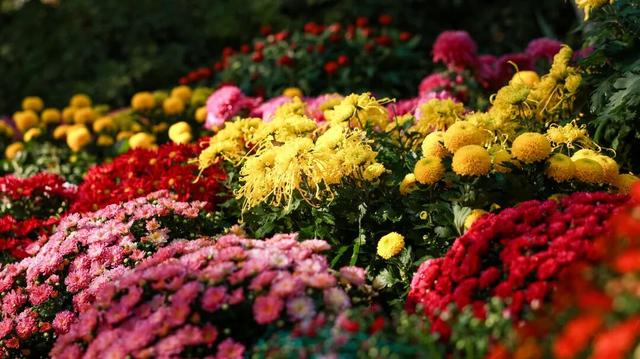 230种“秋韵”上线！拱墅这片花海藏不住了