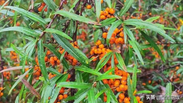 安定区：秋浸贵家沟 叶铺黄金道