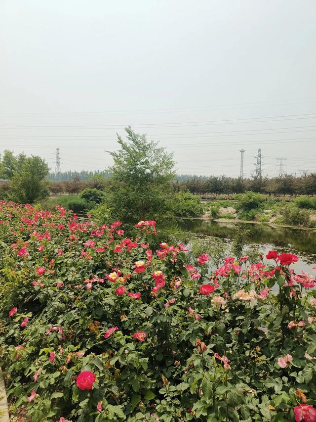 天津又一新建的公园~《山水花苑》