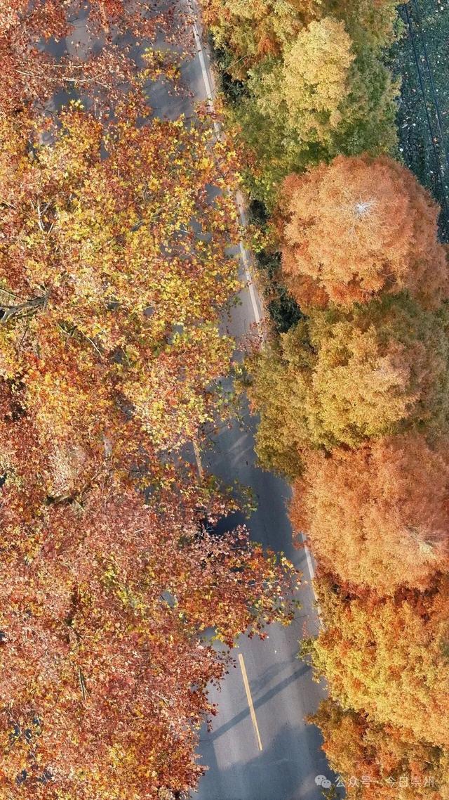 免费又出片！崇州初冬宝藏秘境，美到封神！