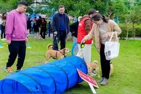 受伤流浪小猫重获新生，闵行这里“人宠和谐相处”正在形成……图片