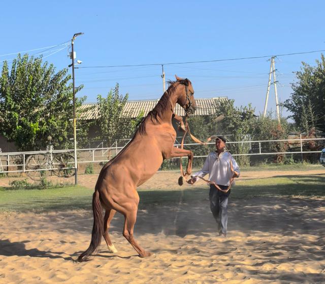 中亚五国行（18）——圆梦汗血宝马【土库曼】