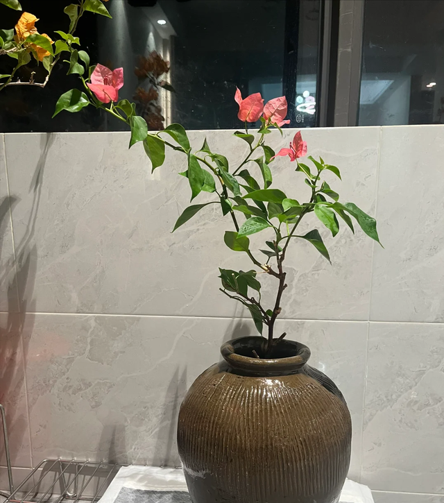 广州一小女孩，用易拉罐养三角梅，网友：太精致了，真有创意