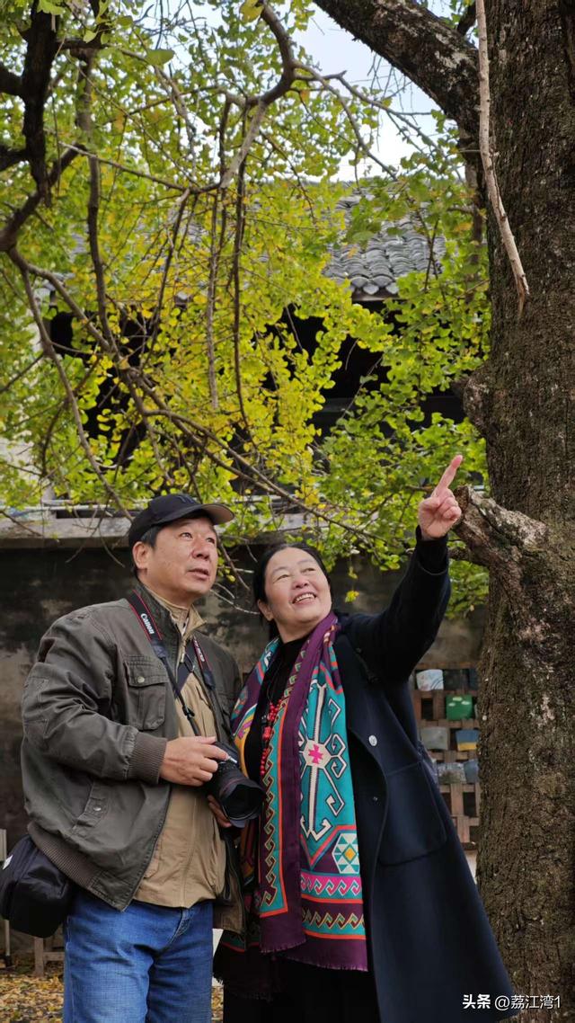 游长岗岭古村，观飘黄银杏