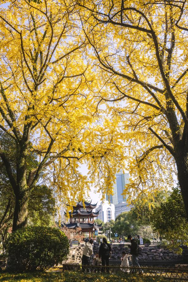 宁波秋色已“加载”80%！收好这份“金色地图”，随时打卡