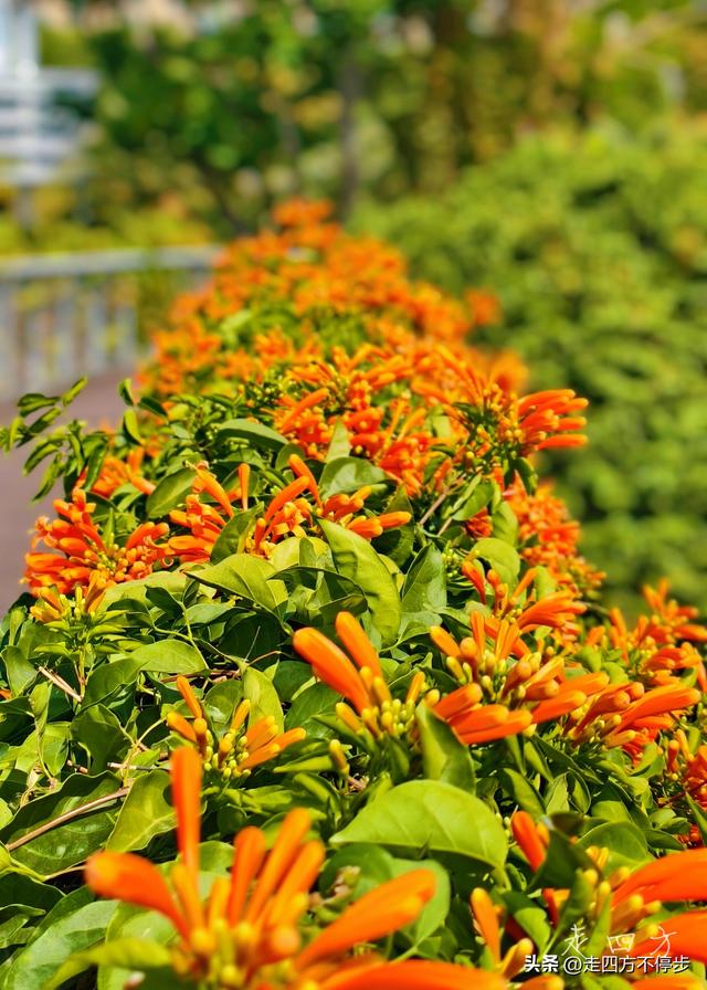 午间邂逅浓浓春意——深圳香蜜公园炮仗花开