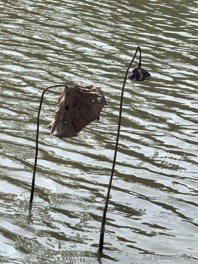 重阳登高丹阳黄连山 齐梁半壁基业地 北顾大江秋水情