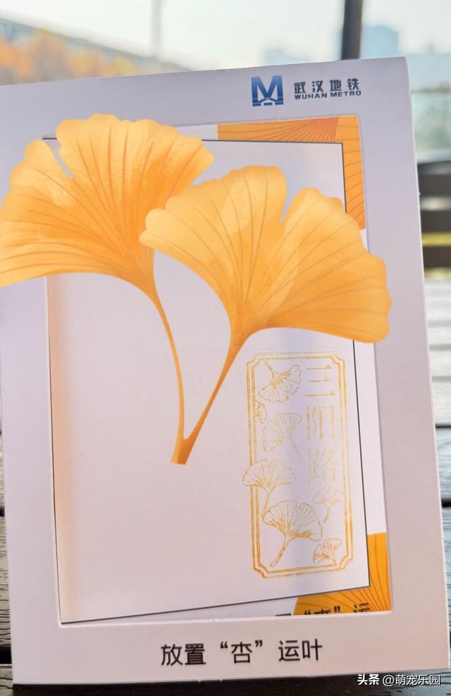 三阳路地铁口现绝美银杏，随手一拍美过滤镜