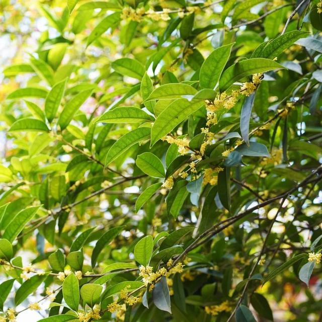 花漾邛州 | 秋意浓，满城桂雨润临邛