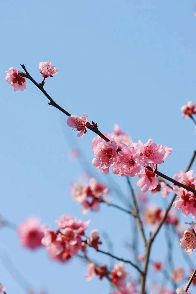 开往春天的列车,发车!这3个地方最出片!