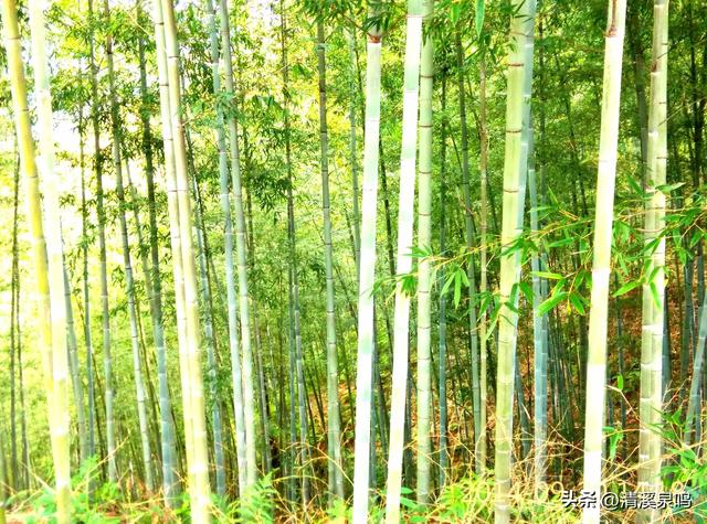 五山行记：清波里的新生