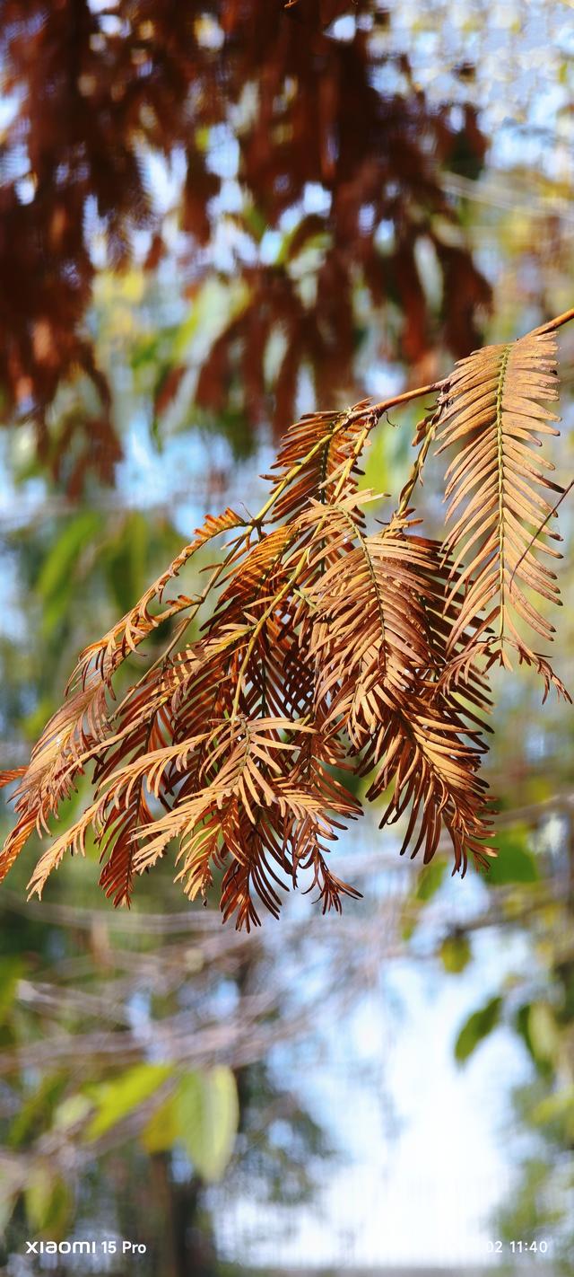 安靖蜀绣文化创意公园时下打卡好去处（手机拍一）