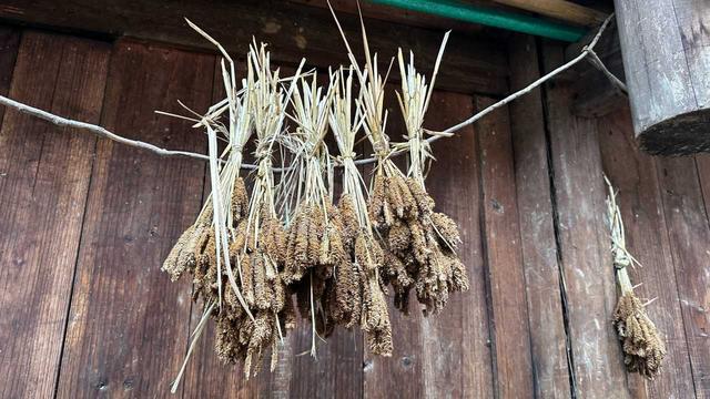 到贵州岜沙苗寨去看油菜花