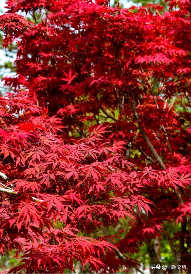 美上央媒!昆明红了!走走走,打卡最美枫景去,超全攻略速收藏→