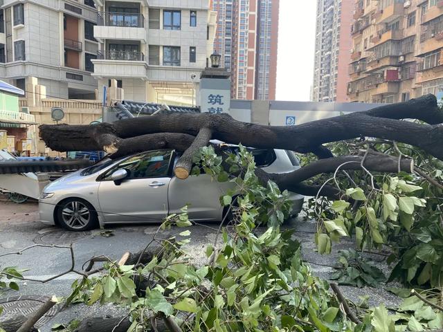 四川成都古柳倾倒致两人受伤,百年古树为何会腐烂空心?