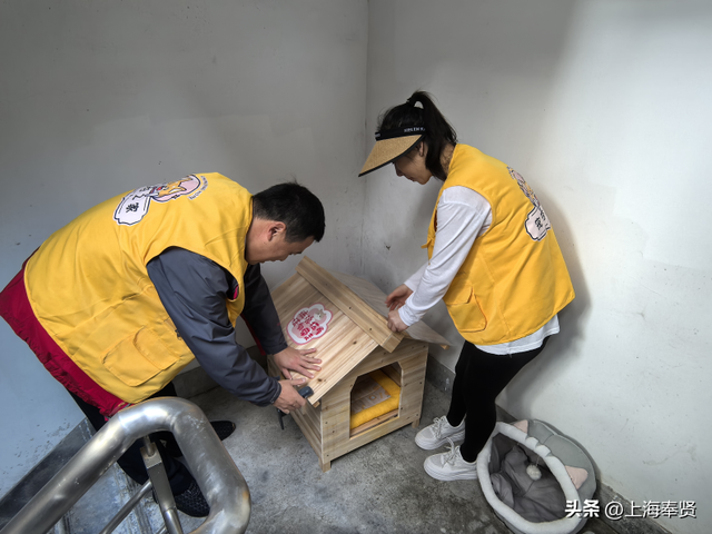 从“流浪无依”到“宠爱有道”，金海街道这个社区有“喵”招→