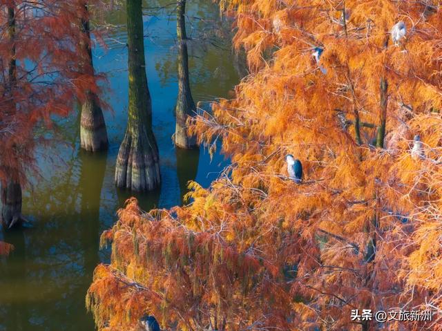 水上森林“红”了!武汉冬日观鸟秘境,邂逅油画里的万鸟齐飞