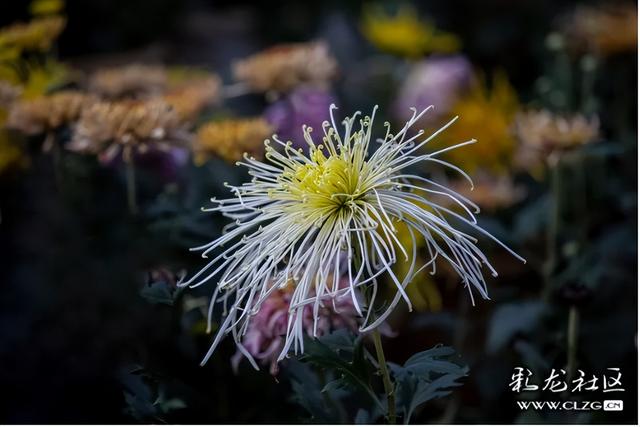 大观公园金秋菊花展掠影（B）