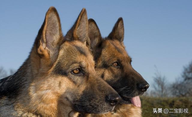 大勇勇闯可可西里