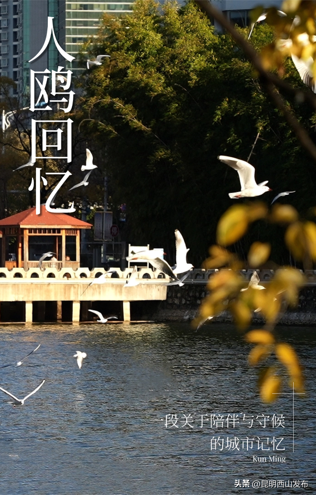 金色滇朴已上线！西山这份独属的浪漫美成昆明冬日封面