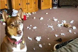 看哭了，原来狗狗被打不敢“反抗”，是因为这些原因图片