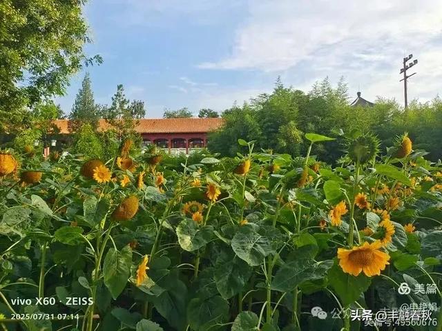 北京景山公园向日葵花海,夏日盛景| 申艳娟
