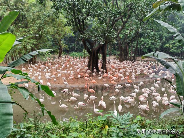 参观广州长隆野生动物园，全程感觉眼累手累腿不累