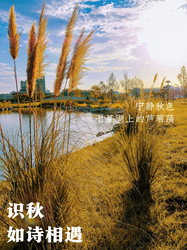 秋雨过后秋意浓，洛神湖畔韵无穷