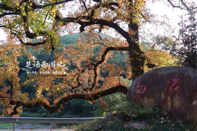 浙江宁波的桃源秘境，古枫香扼守村口成迎客盛景，玻璃栈道更好玩