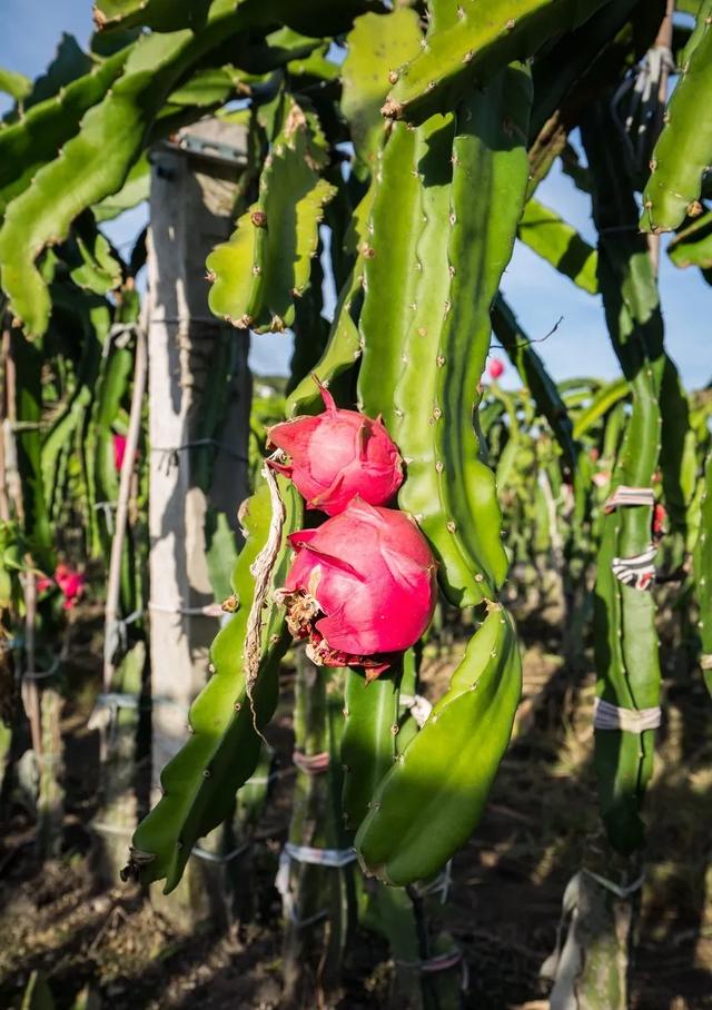 运城周末遛娃天花板!亲子采摘甜翻时光~