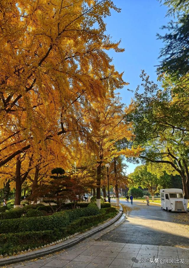 大连市内银杏顶流，百年公园银杏最佳观赏期到了