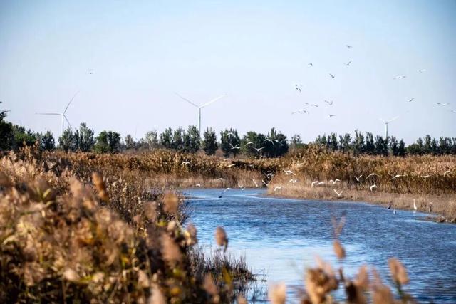 什么？！“高雅人士”来武清了？？