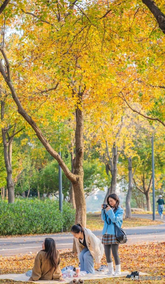 清晨金银湖薄雾散开，径河公园帐篷如花朵，常青花园邻里情浓厚