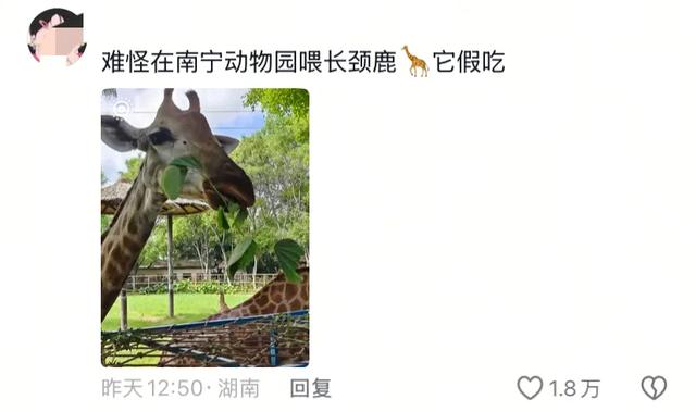 笑麻了！国庆的动物们都吃出工伤了！一看评论区动物们都EMO 了