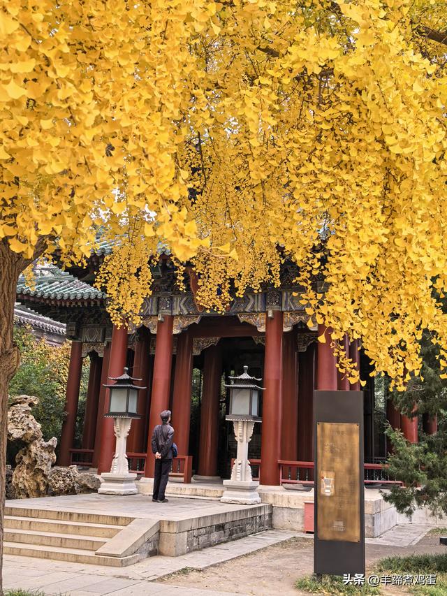 秋风独宠一园菊，晚来香艳出樊篱——北京北海公园2025年菊花展