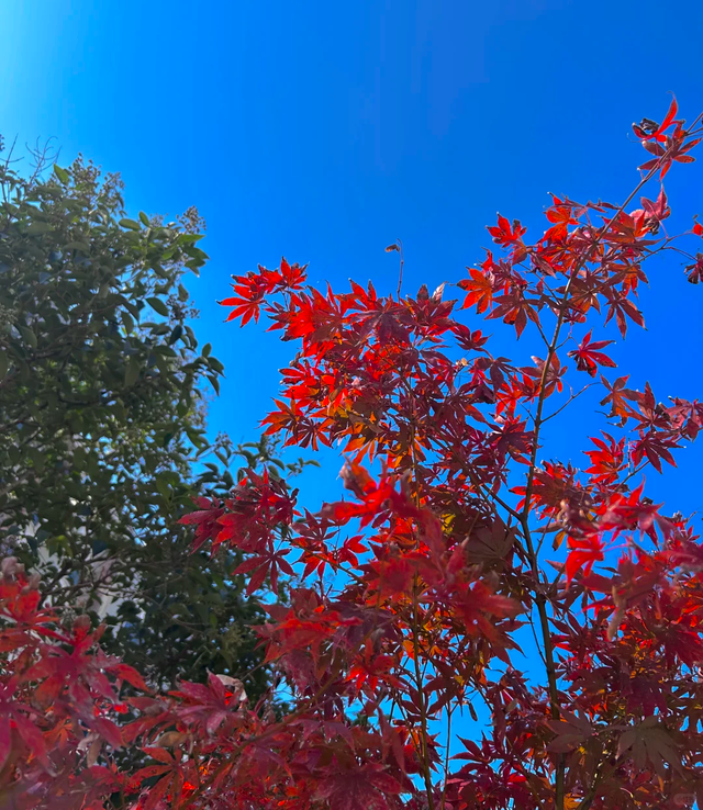 此刻的临沂，把清欢藏进风景里