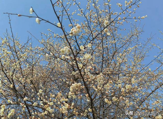 成都最新5个梅林花海，你该去哪个？其中一个被称为成都小林芝！