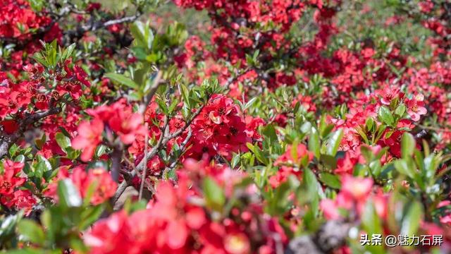 花季打卡石屏横山村 ：藏在山间的那一抹红