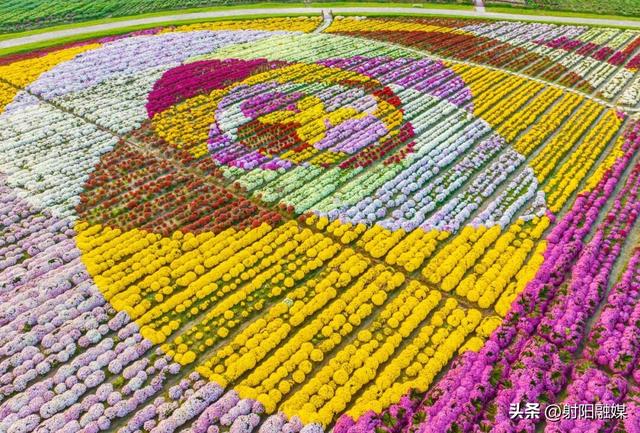 看完这朵看那朵🤩