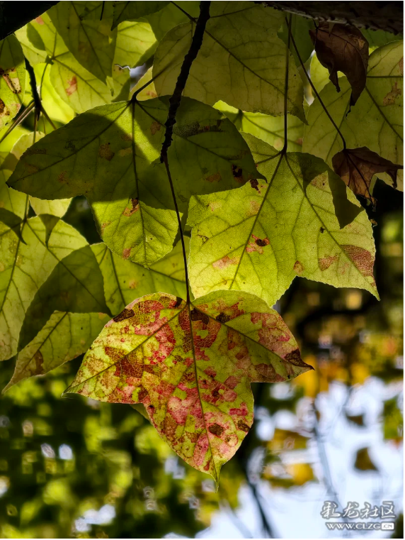 立冬 昆明植物园拾秋