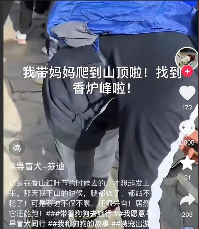 带导盲犬爬泰山的夫妻被网友批评，导盲犬芬迪看着非常累