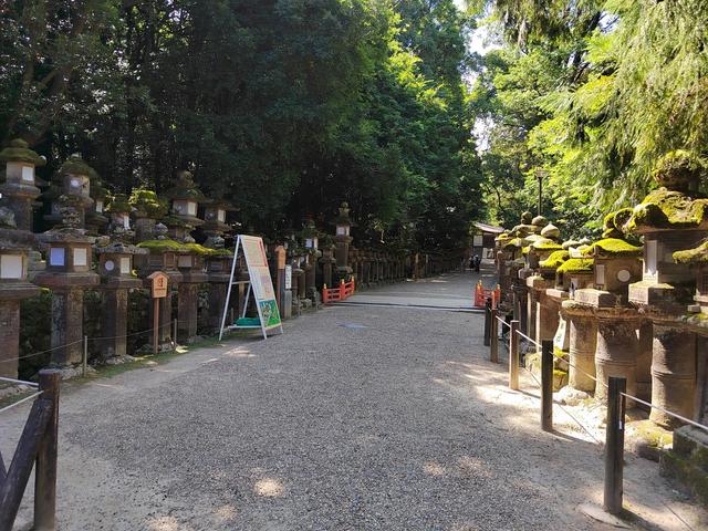 因为鹿，我爱上了奈良