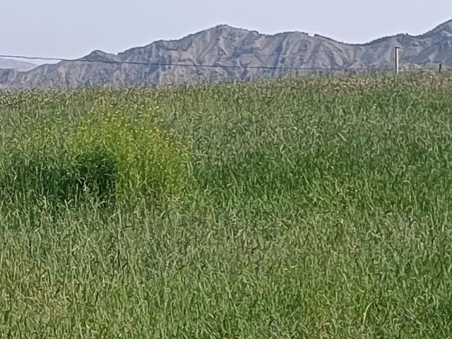 由踏甘肃地之二十九 张掖篇之二十七 康乐草原