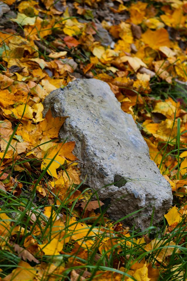 光影札记 | 黑水彩林：八十里画廊的彩林，藏着川西最绚烂的秋