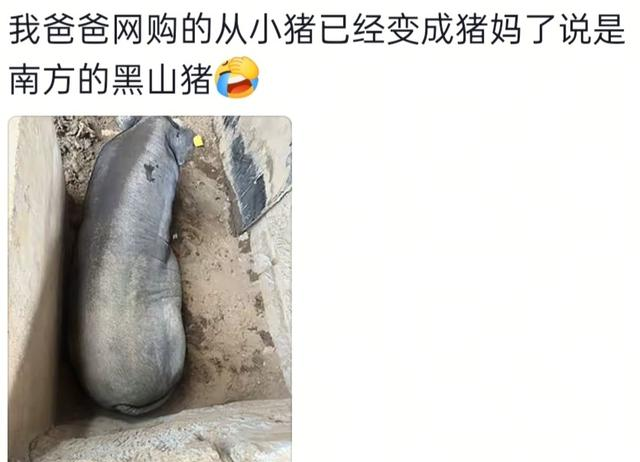 为什么说千万别让父母学会网购！看看评论区就知道了