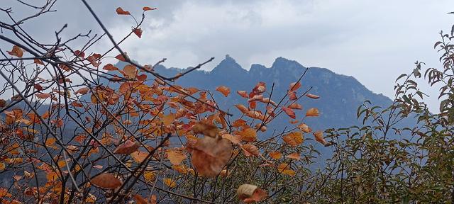 最爱秋意行不足 再上翠华赏秋色