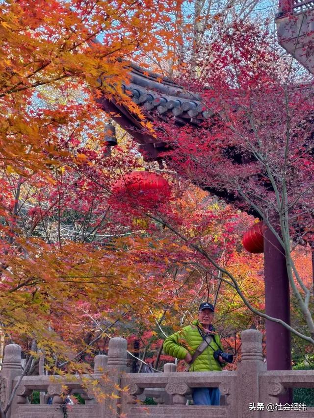 枫染栖霞醉金陵！明秀山红叶铺就秋日限定画卷