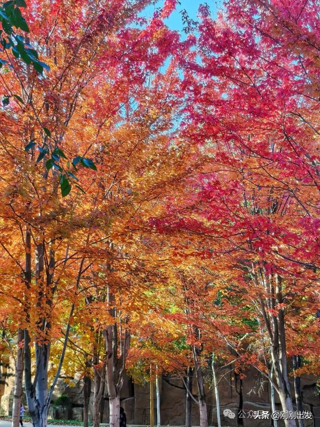 公交直达,大连这个免费公园枫叶正当时,赏秋好地方