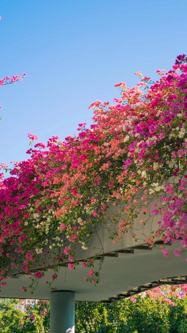 厦门的冬天给北方朋友一点小小震撼~