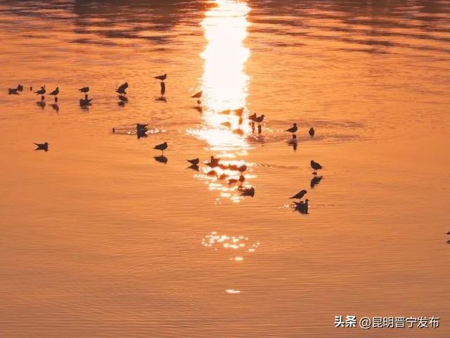 滇池南岸 浮光跃金